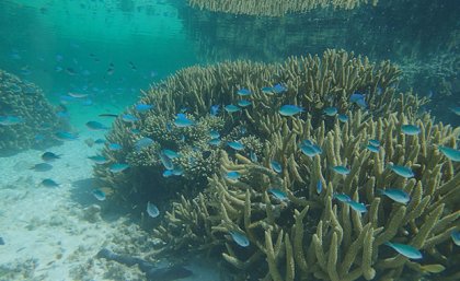 Fish swimming around coral on Heron Reef 